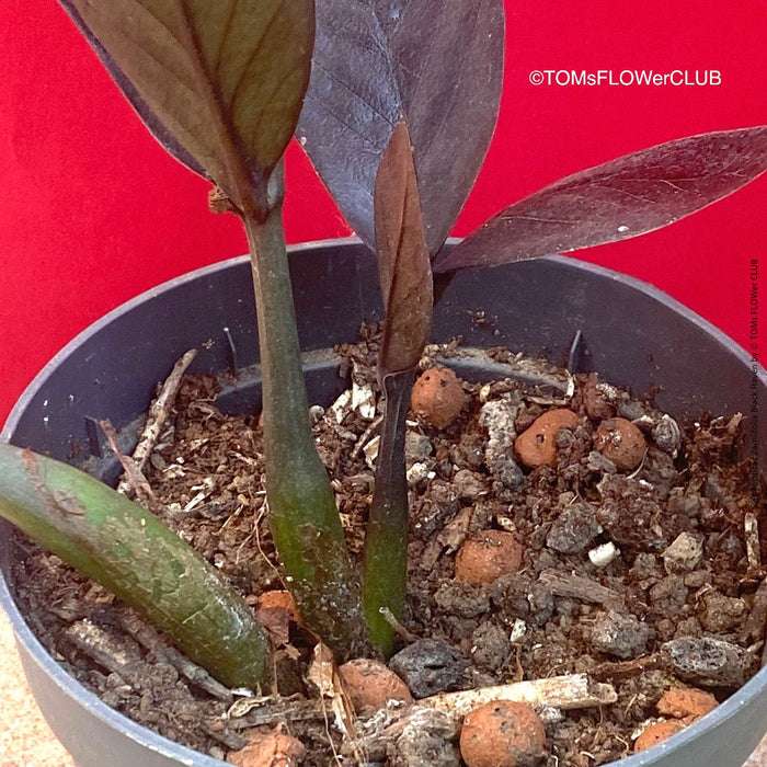 Zamioculcas Zamiifolia Black Raven, ZZ plant, organically grown tropical plants for sale at TOMs FLOWer CLUB.