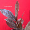 Zamioculcas Zamiifolia Black Raven, ZZ plant, organically grown tropical plants for sale at TOMs FLOWer CLUB.