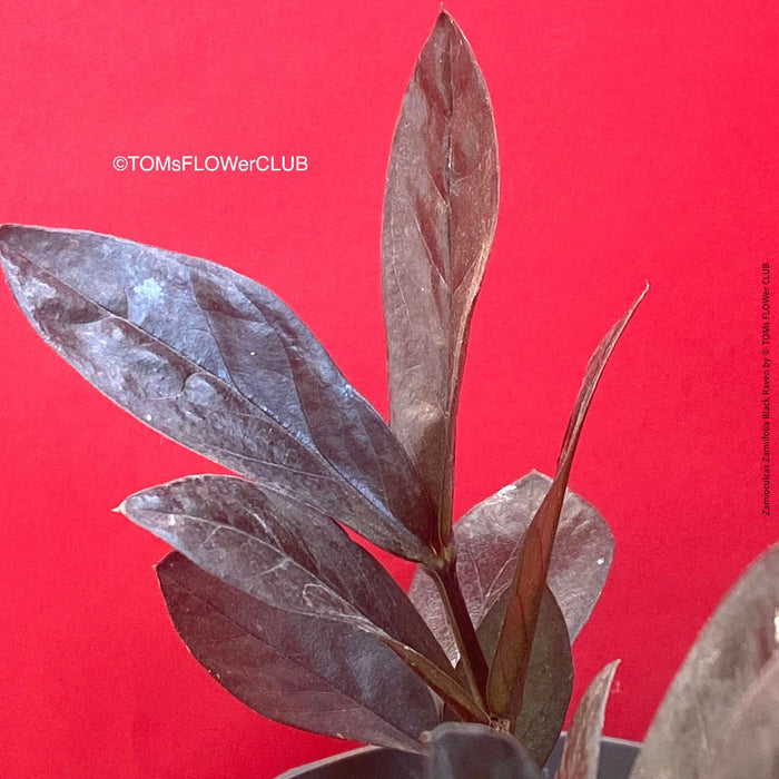 Zamioculcas Zamiifolia Black Raven, ZZ plant, organically grown tropical plants for sale at TOMs FLOWer CLUB.