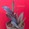 Zamioculcas Zamiifolia Black Raven, ZZ plant, organically grown tropical plants for sale at TOMs FLOWer CLUB.