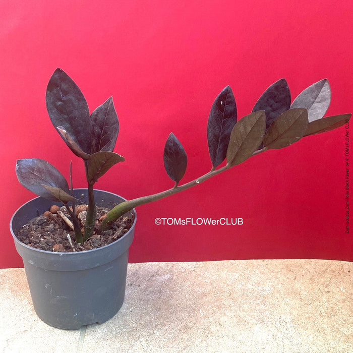 Zamioculcas Zamiifolia Black Raven, ZZ plant, organically grown tropical plants for sale at TOMs FLOWer CLUB.