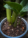 Zamioculcas Zamiifolia Zenzii, ZZ plant, dwarf Zamioculcas, organically grown tropical plants for sale at TOMs FLOWer CLUB.