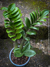 Zamioculcas Zamiifolia Zenzii, ZZ plant, dwarf Zamioculcas, organically grown tropical plants for sale at TOMs FLOWer CLUB.