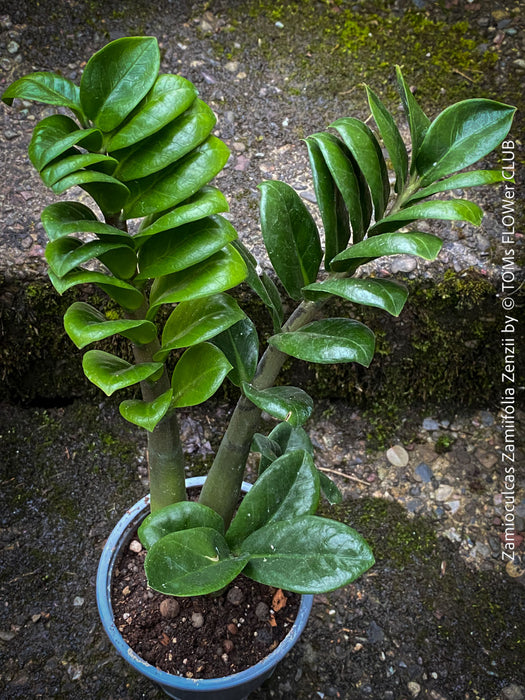 Zamioculcas Zamiifolia Zenzii, ZZ plant, dwarf Zamioculcas, organically grown tropical plants for sale at TOMs FLOWer CLUB.