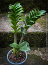 Zamioculcas Zamiifolia Zenzii, ZZ plant, dwarf Zamioculcas, organically grown tropical plants for sale at TOMs FLOWer CLUB.