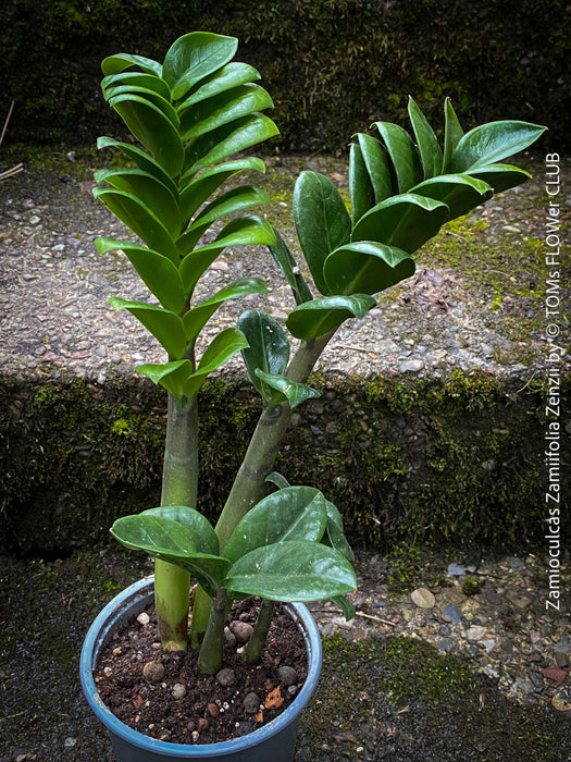 Zamioculcas Zamiifolia Zenzii, ZZ plant, dwarf Zamioculcas, organically grown tropical plants for sale at TOMs FLOWer CLUB.