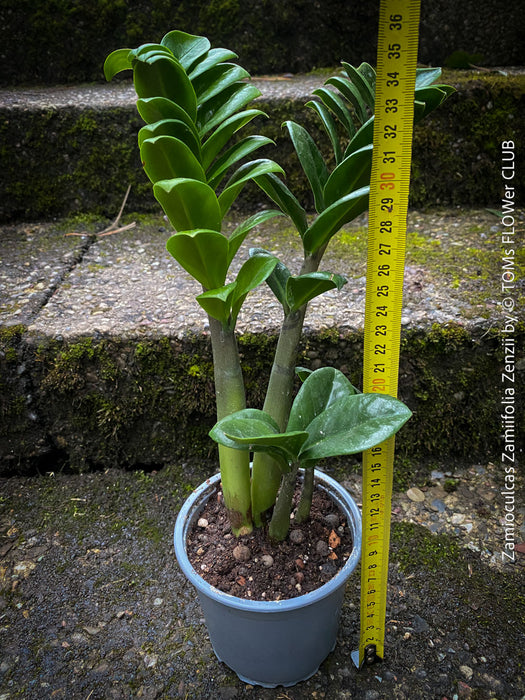 Zamioculcas Zamiifolia Zenzii, ZZ plant, dwarf Zamioculcas, organically grown tropical plants for sale at TOMs FLOWer CLUB.