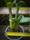Zamioculcas Zamiifolia Zenzii, ZZ plant, dwarf Zamioculcas, organically grown tropical plants for sale at TOMs FLOWer CLUB.