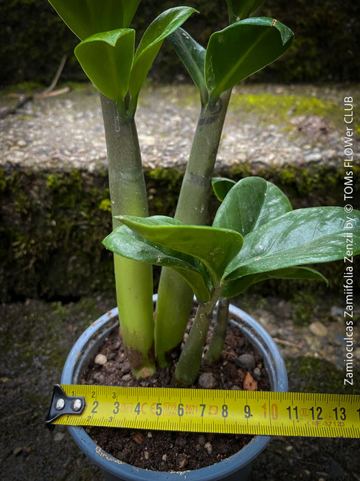 Zamioculcas Zamiifolia Zenzii, ZZ plant, dwarf Zamioculcas, organically grown tropical plants for sale at TOMs FLOWer CLUB.