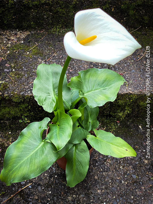 Zantedeschia Aethiopica - Arum Lily | organically grown plants for sale