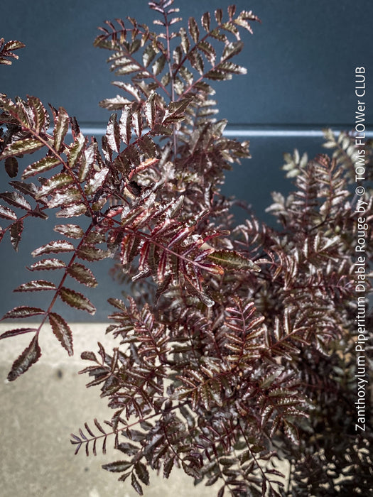 Zanthoxylum Piperitum Diable Rouge