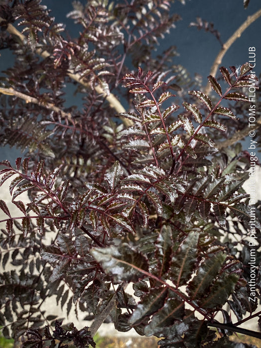 Zanthoxylum Piperitum Diable Rouge