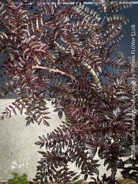Zanthoxylum Piperitum Diable Rouge
