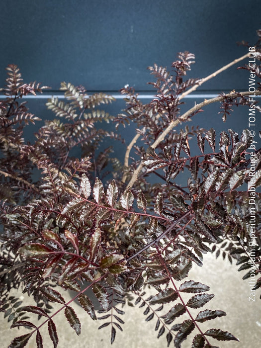 Zanthoxylum Piperitum Diable Rouge