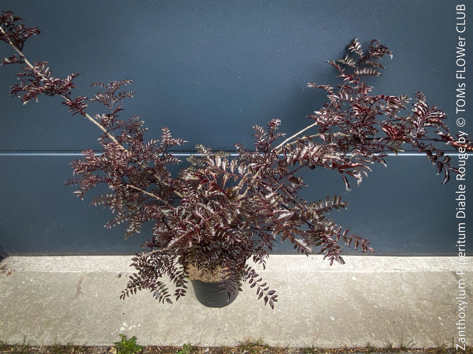 Zanthoxylum Piperitum Diable Rouge