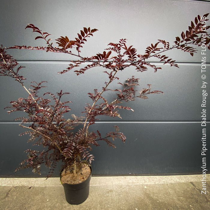 Zanthoxylum Piperitum Diable Rouge