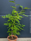 Zanthoxylum Piperitum, organically grown plants for sale at TOMs FLOWer CLUB. 