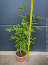 Zanthoxylum Piperitum, organically grown plants for sale at TOMs FLOWer CLUB. 