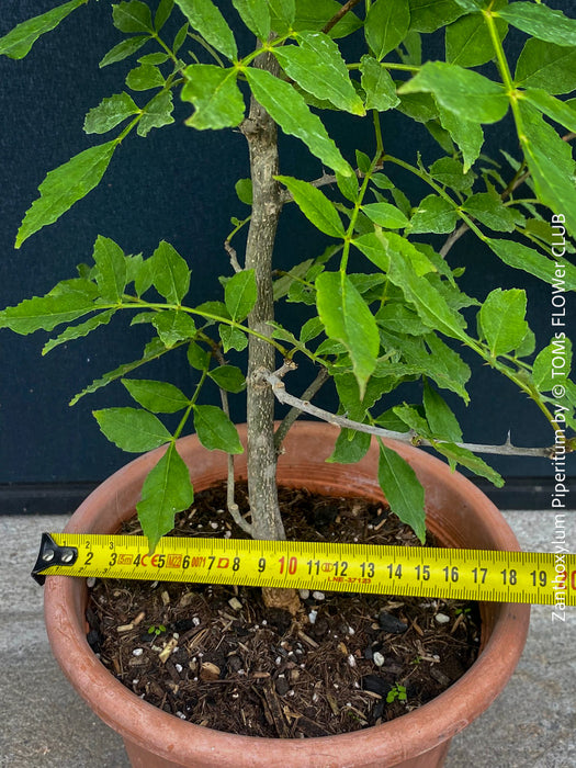 Zanthoxylum Piperitum, organically grown plants for sale at TOMs FLOWer CLUB. 