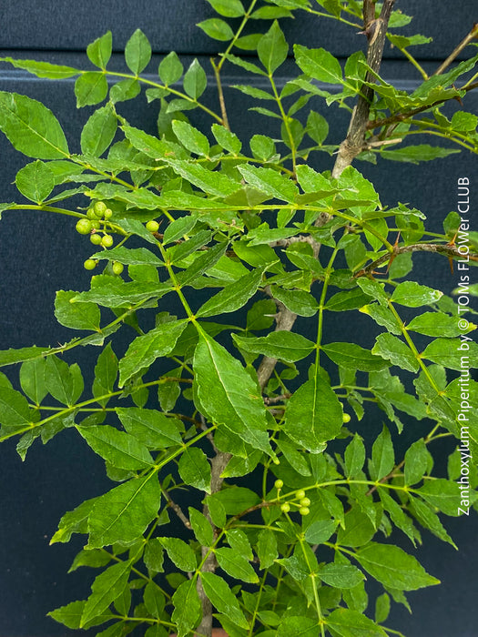 Zanthoxylum Piperitum, organically grown plants for sale at TOMs FLOWer CLUB. 