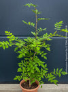 Zanthoxylum Piperitum, organically grown plants for sale at TOMs FLOWer CLUB. 