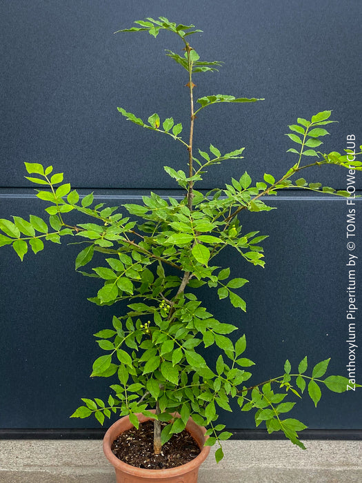 Zanthoxylum Piperitum, organically grown plants for sale at TOMs FLOWer CLUB. 