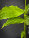 Zingiber mioga Japanese ginger edible shade plant for sale at TOMs FLOWer CLUB