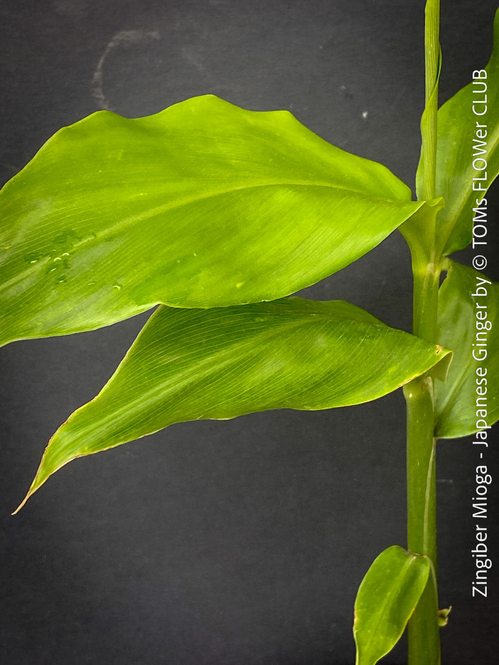 Zingiber Mioga - Japanese Ginger | organically grown tropical