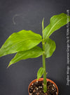 Close up of lush green leaves of Japanese ginger Myoga TOMs FLOWer CLUB