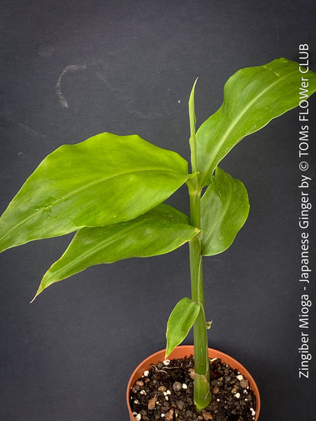 Close up of lush green leaves of Japanese ginger Myoga TOMs FLOWer CLUB