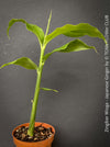 Hardy Zingiber mioga perennial growing in shaded garden TOMs FLOWer CLUB