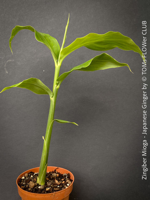 Hardy Zingiber mioga perennial growing in shaded garden TOMs FLOWer CLUB