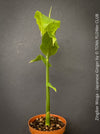 Edible flower buds of Japanese ginger Zingiber mioga TOMs FLOWer CLUB
