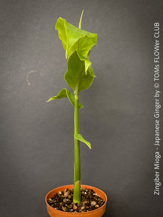 Edible flower buds of Japanese ginger Zingiber mioga TOMs FLOWer CLUB