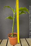 Gourmet edible perennial Japanese ginger plant for sale TOMs FLOWer CLUB
