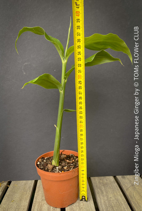 Gourmet edible perennial Japanese ginger plant for sale TOMs FLOWer CLUB