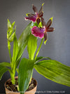 Fragrant Zygolum Louisendorf Rhein Moonlight blooming plant