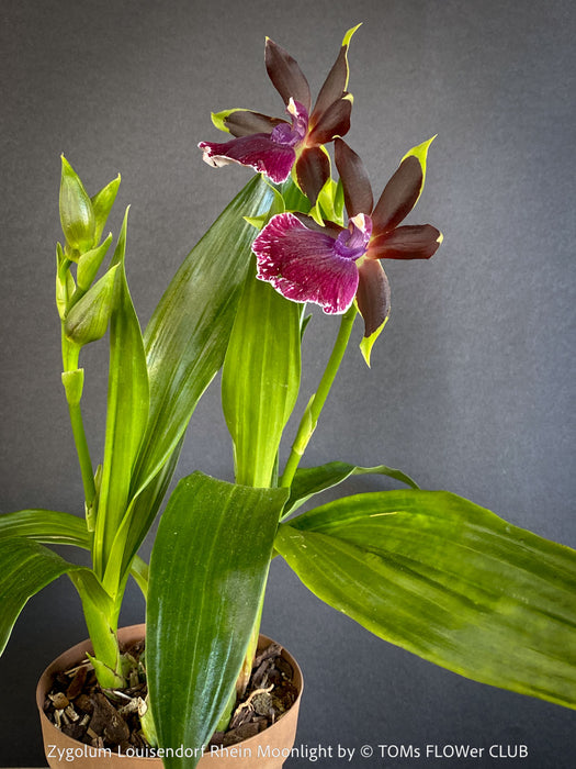 Fragrant Zygolum Louisendorf Rhein Moonlight blooming plant