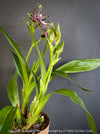 Fragrant Zygolum Louisendorf Rhein Moonlight blooming plant