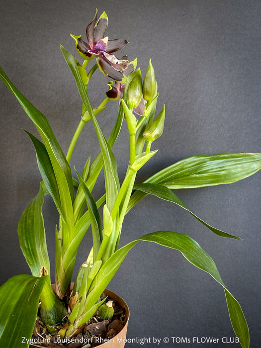 Fragrant Zygolum Louisendorf Rhein Moonlight blooming plant