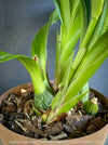 Fragrant Zygolum Louisendorf Rhein Moonlight blooming plant