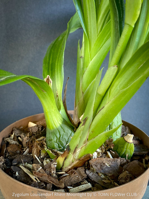 Fragrant Zygolum Louisendorf Rhein Moonlight blooming plant