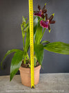 Fragrant Zygolum Louisendorf Rhein Moonlight blooming plant
