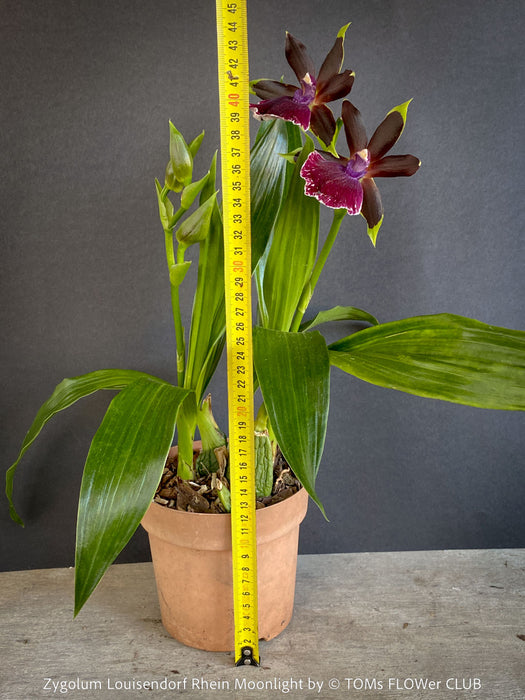 Fragrant Zygolum Louisendorf Rhein Moonlight blooming plant