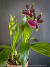 Fragrant Zygolum Louisendorf Rhein Moonlight blooming plant
