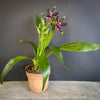 Fragrant Zygolum Louisendorf Rhein Moonlight blooming plant