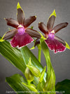 Zygolum Rhein Moonlight orchid for sale at TOMs FLOWer CLUB