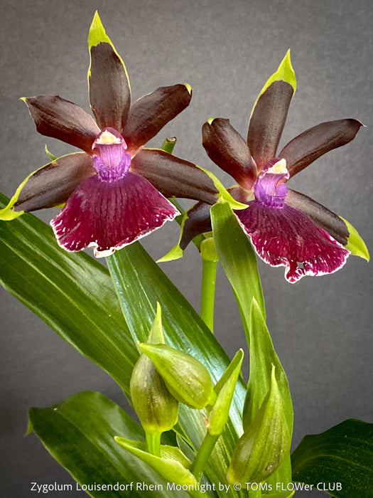 Zygolum Rhein Moonlight orchid for sale at TOMs FLOWer CLUB