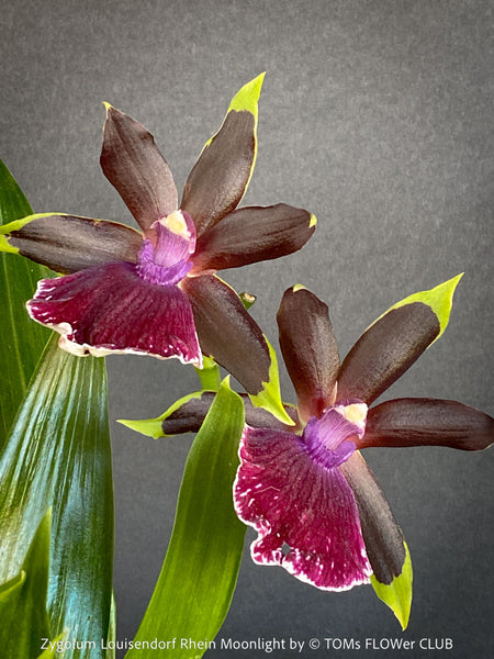 Zygolum Rhein Moonlight orchid for sale at TOMs FLOWer CLUB