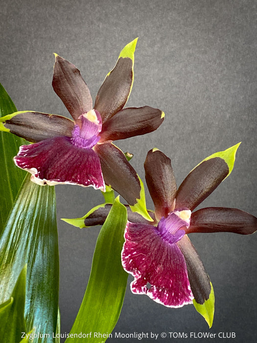 Zygolum Rhein Moonlight orchid for sale at TOMs FLOWer CLUB